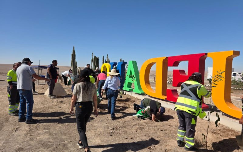 Funcionarios municipales participaron de campaña de forestación en la comuna